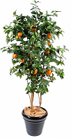 Oranger artificel